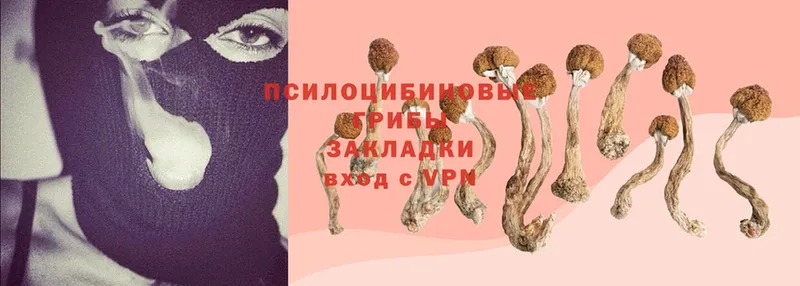 площадка телеграм  Белоусово  Галлюциногенные грибы Psilocybe 